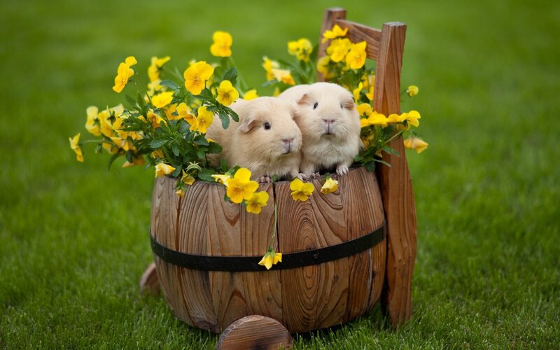 Two Guinea Pigs in Barrel — Green, Peaceful