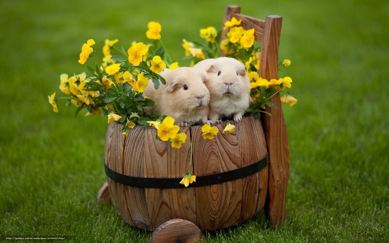 Two Guinea Pigs in Barrel — Green, Serene