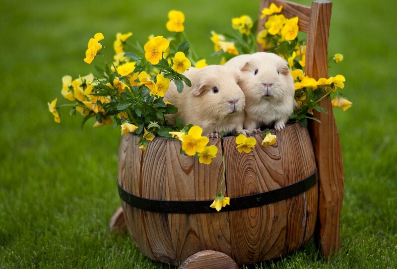 Two Guinea Pigs in Barrel — Green
