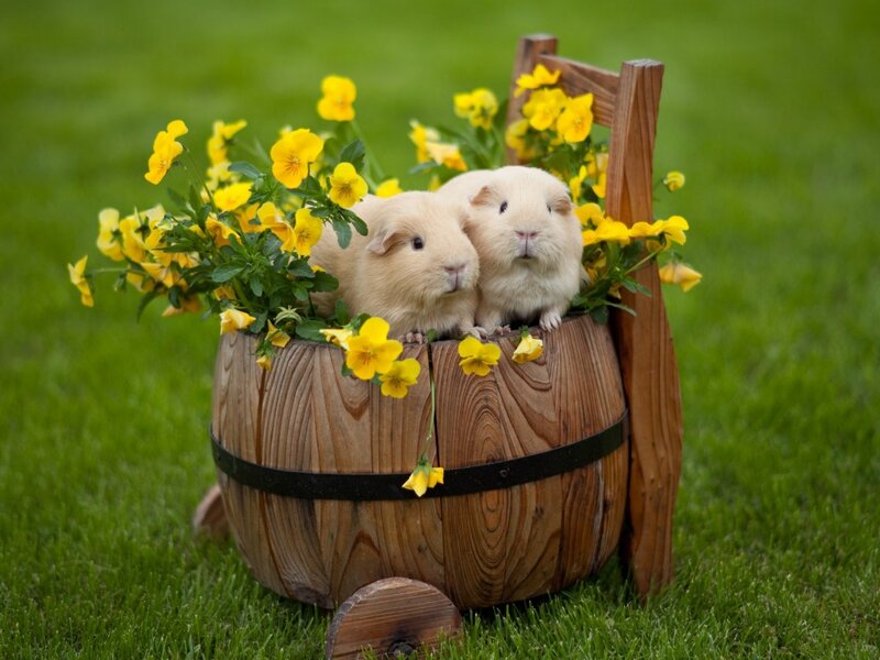 Two Guinea Pigs in Barrel
