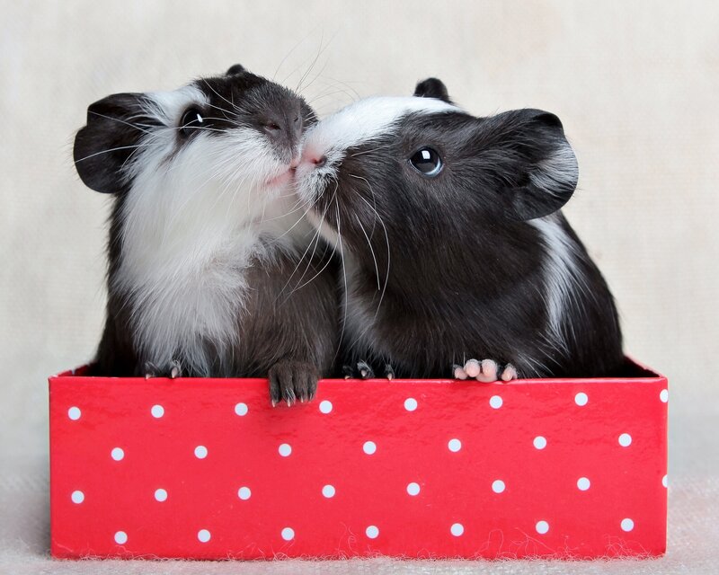 Two Guinea Pigs in Box