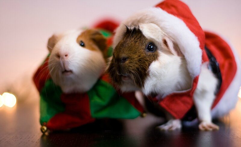 Two Guinea Pigs in Costumes — Red