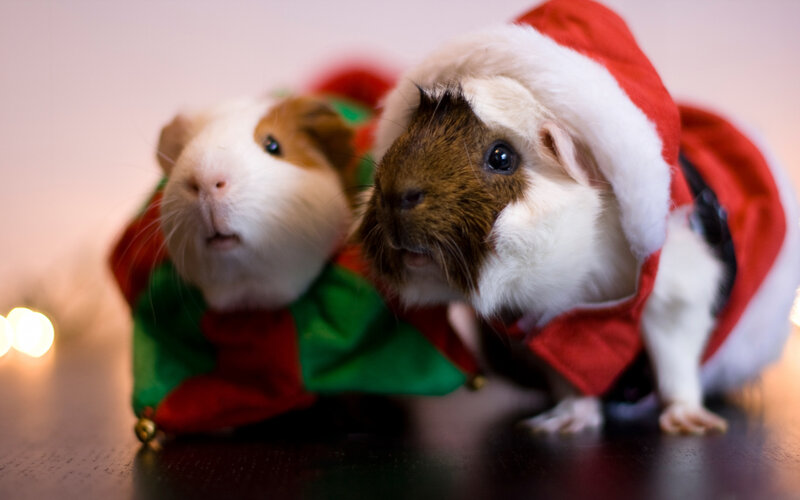 Two Guinea Pigs in Costumes