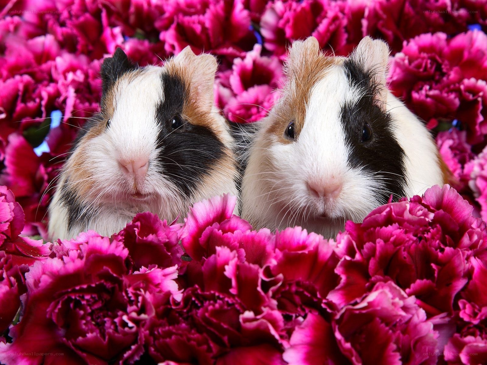 two guinea pigs in flowers