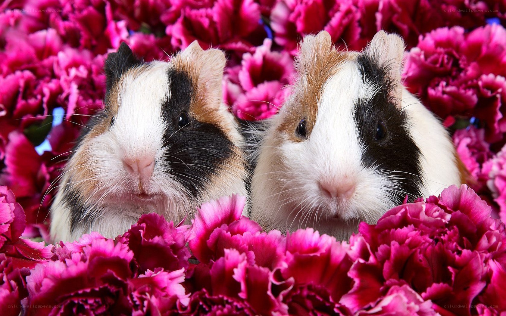 Two guinea pigs in flowers