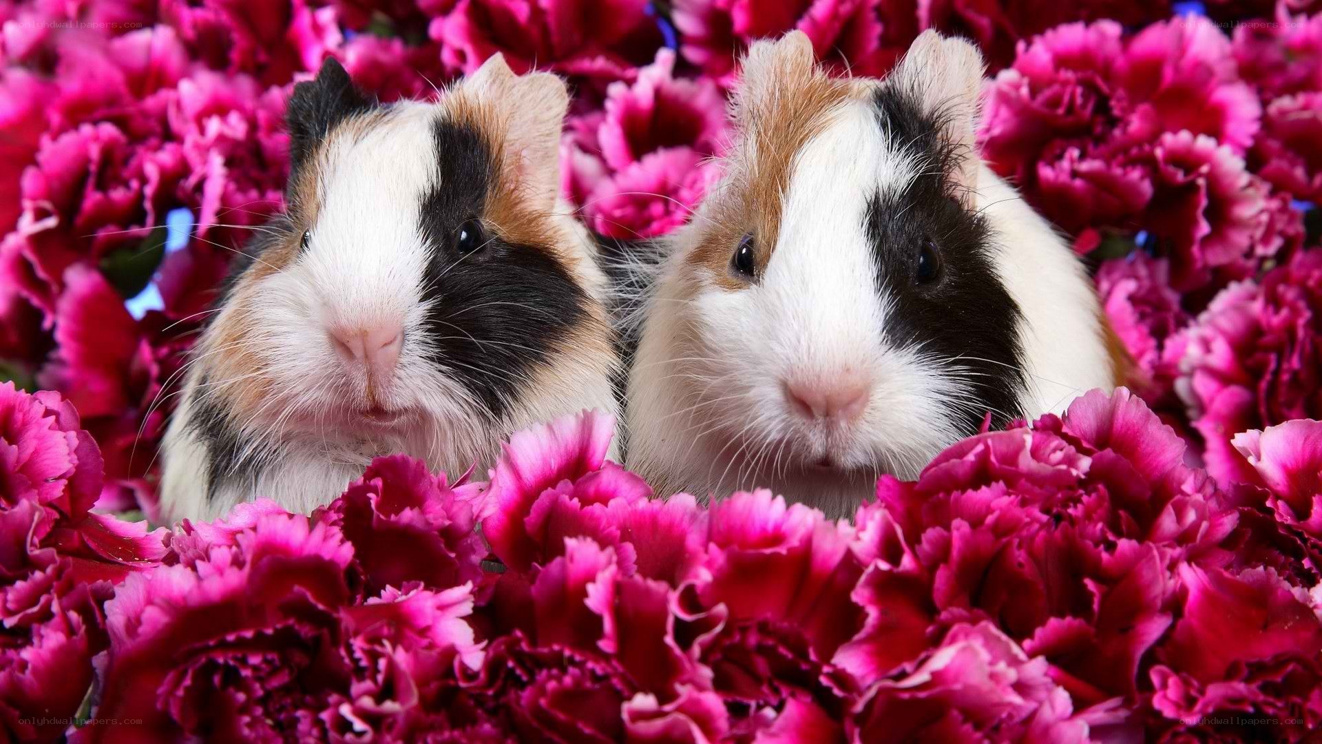 two guinea pigs in flowers