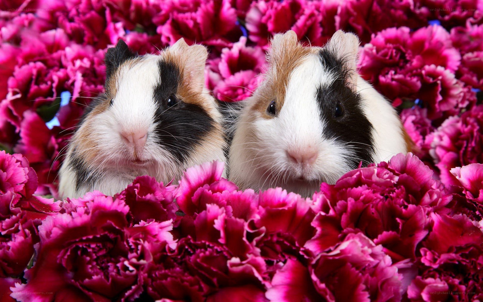 two guinea pigs in flowers