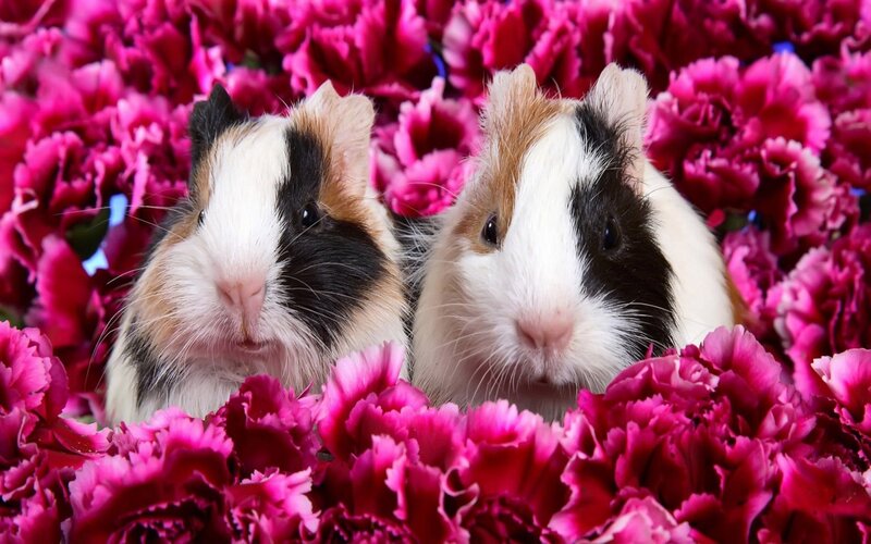 two guinea pigs in flowers