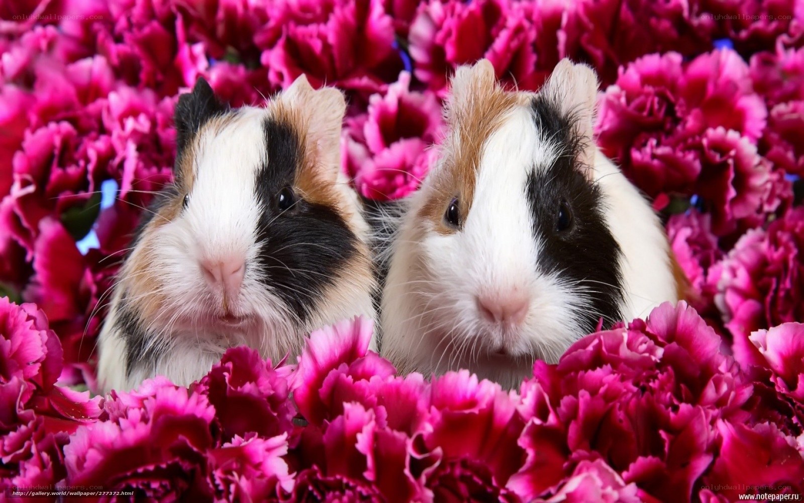 two guinea pigs in flowers