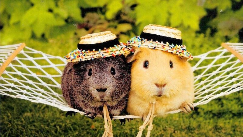 Two Guinea Pigs in Hats — Green