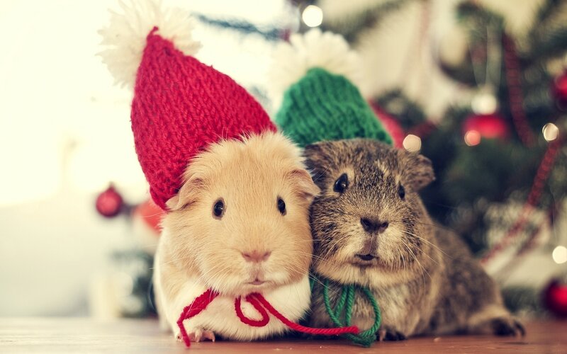 Two Guinea Pigs in Hats — Red, Festive