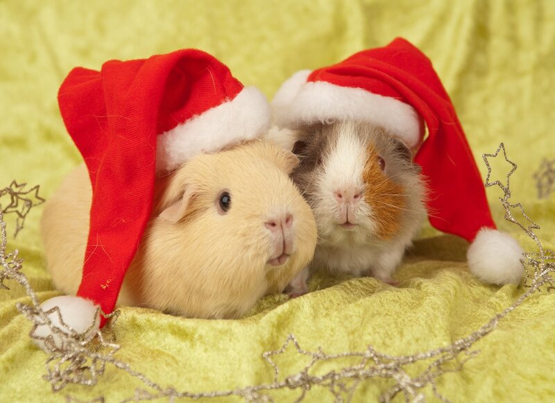 Two Guinea Pigs in Hats — Red, Festive, Winter