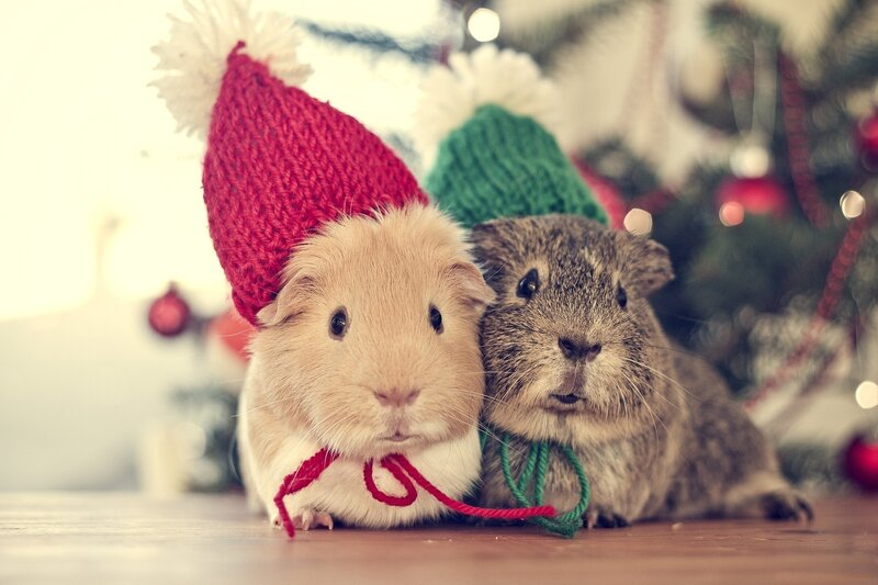 Two Guinea Pigs in Hats — Red