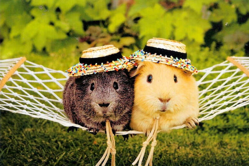 Two Guinea Pigs in Hats