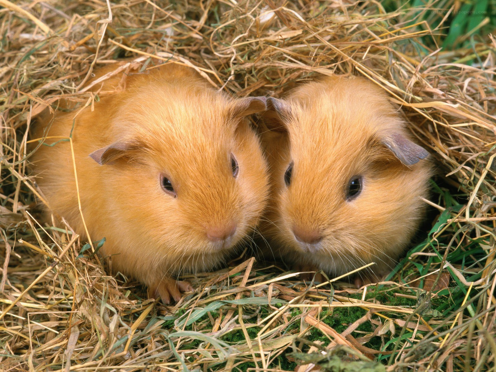 two guinea pigs in hay