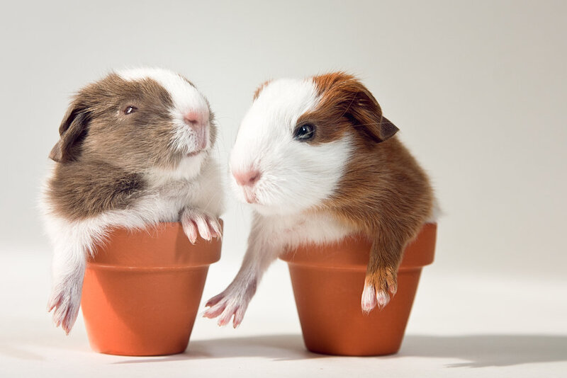 Two Guinea Pigs in Pots