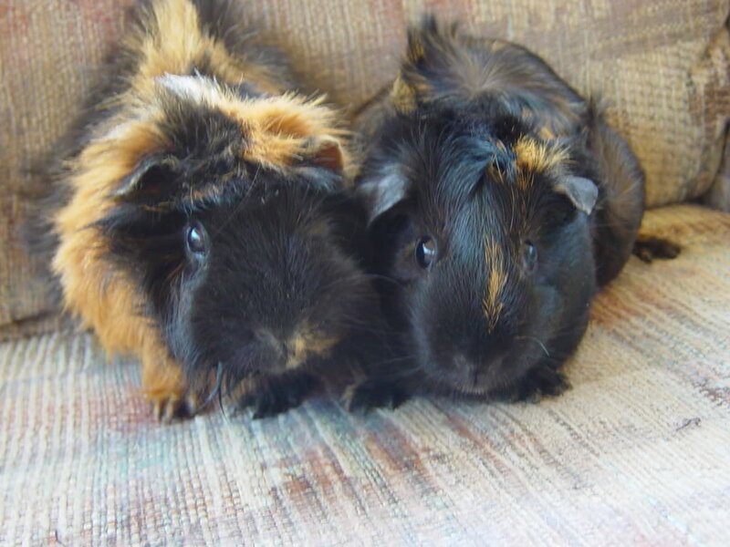 Two guinea pigs on a couch