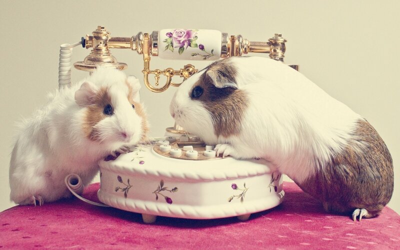 Two Guinea Pigs on Phone — White