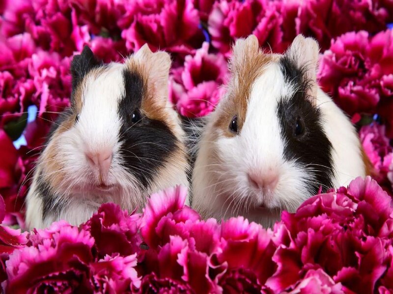 Two Guinea Pigs — Pink, Calm