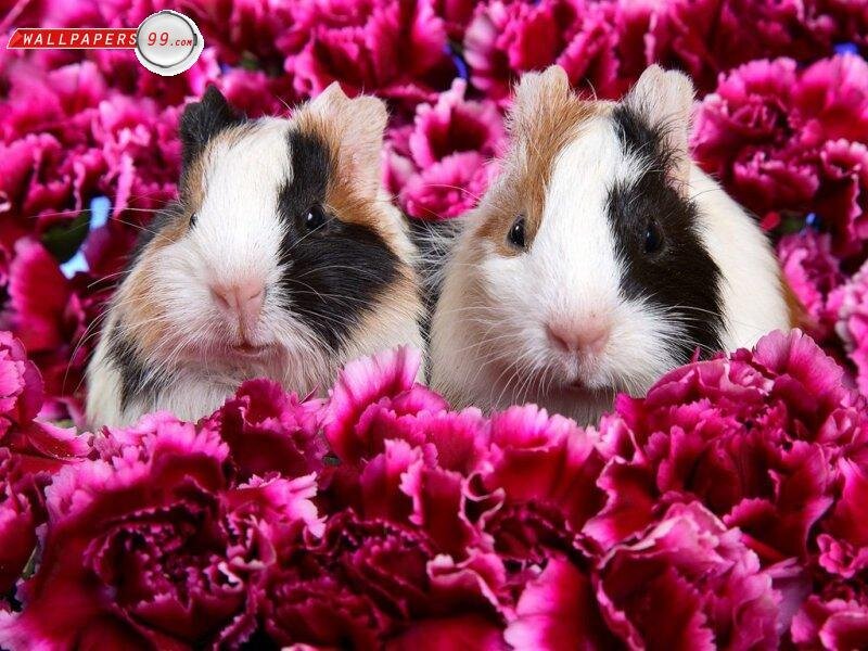 Two Guinea Pigs — Pink