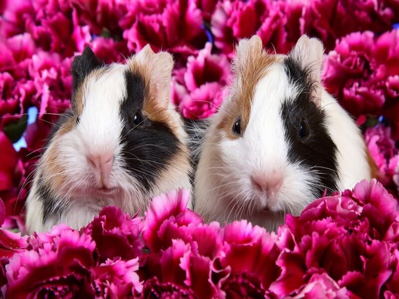 Two Guinea Pigs