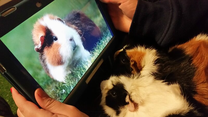 Two Guinea Pigs — White, Calm