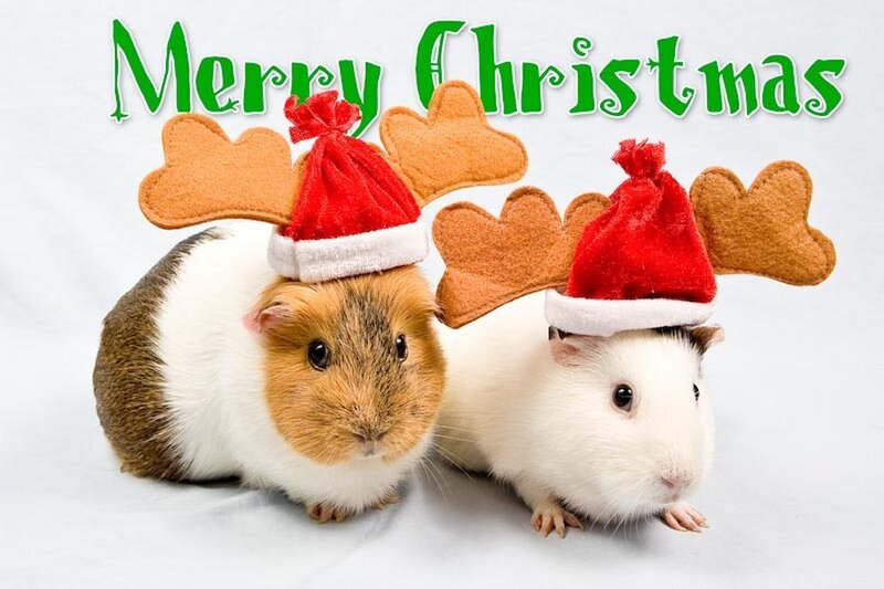 Two Guinea Pigs — White