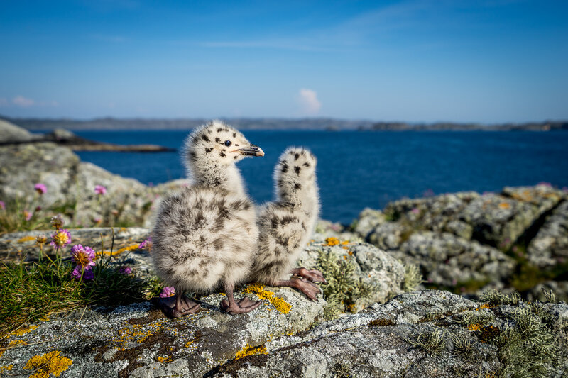 Two Gull Chicks — Blue