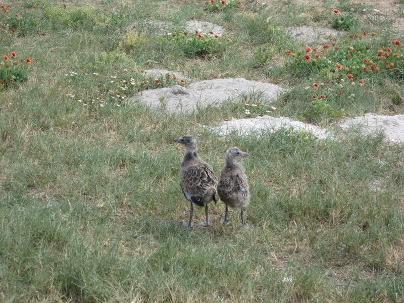 Two Gull Chicks — Green
