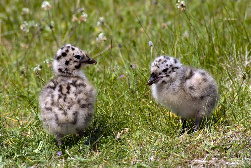 Two gull chicks in grass
