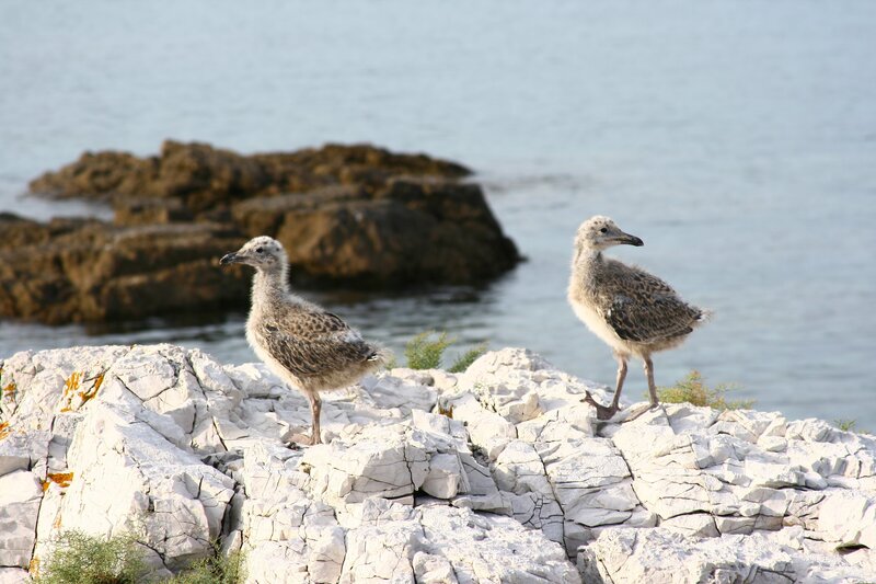 Two gull chicks on a rocky shore