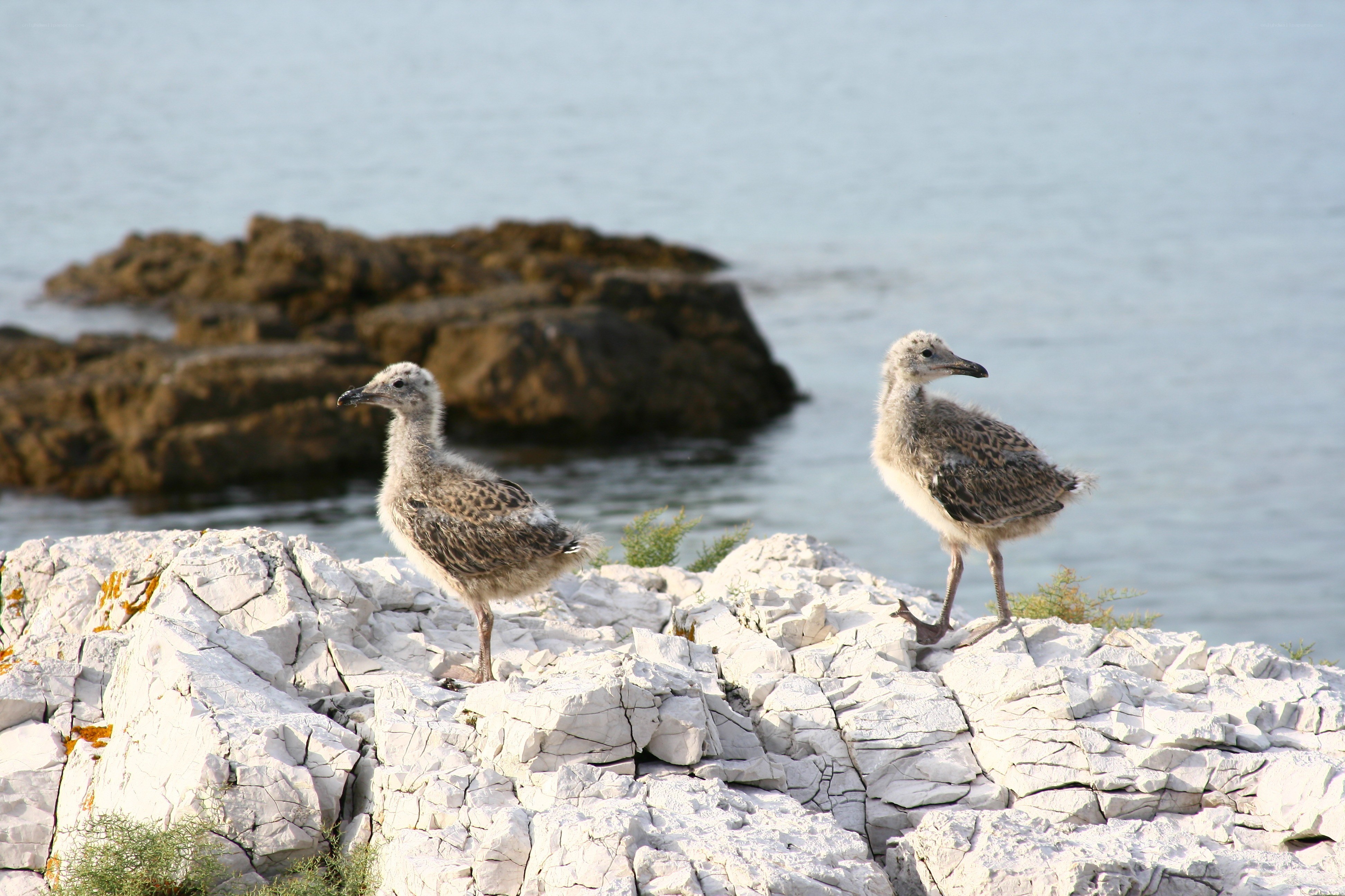 Two gull chicks on a rocky shore
