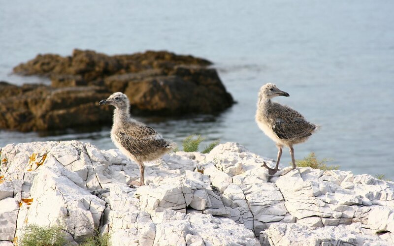 Two gull chicks on a rocky shore
