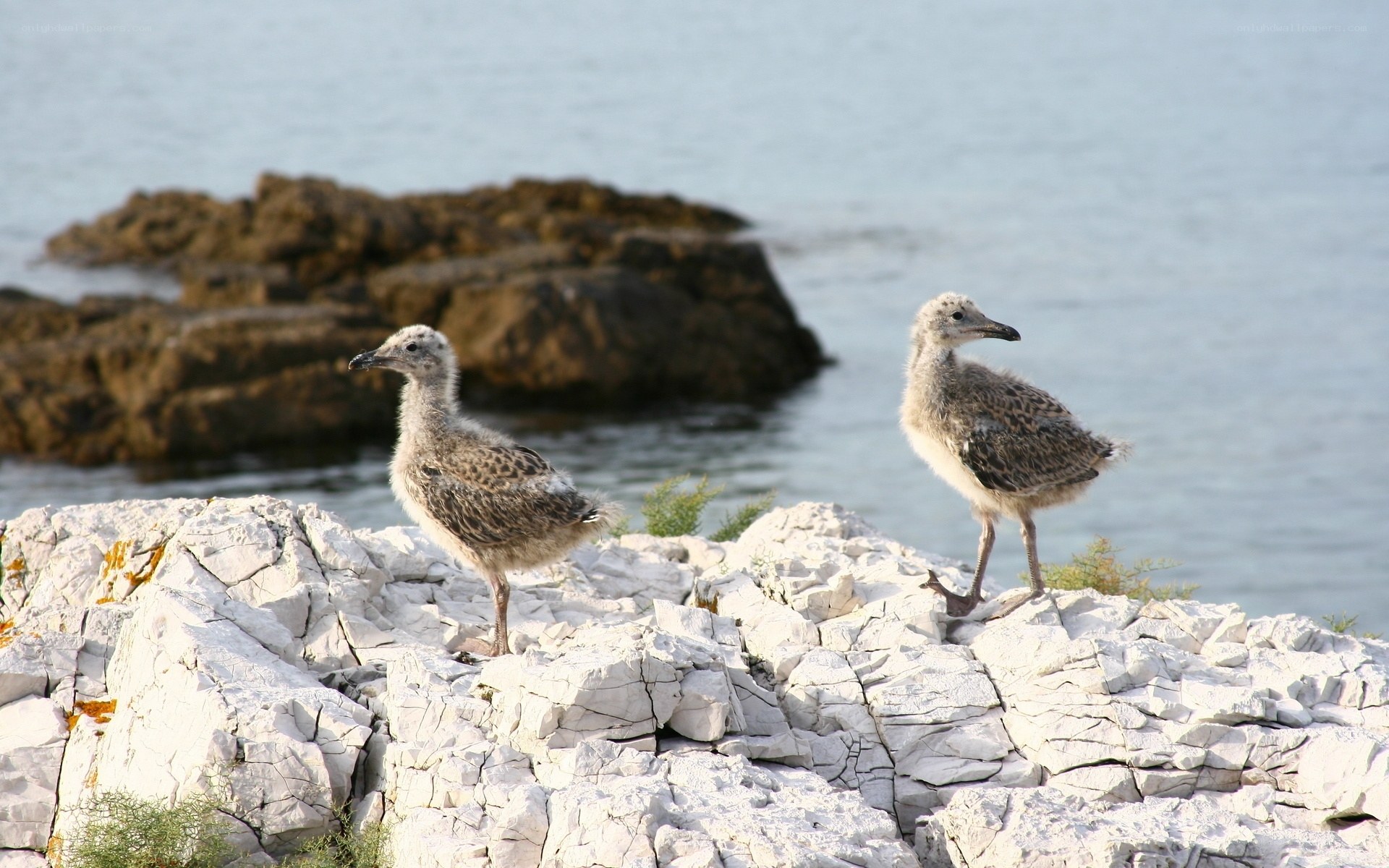 Two gull chicks on a rocky shore