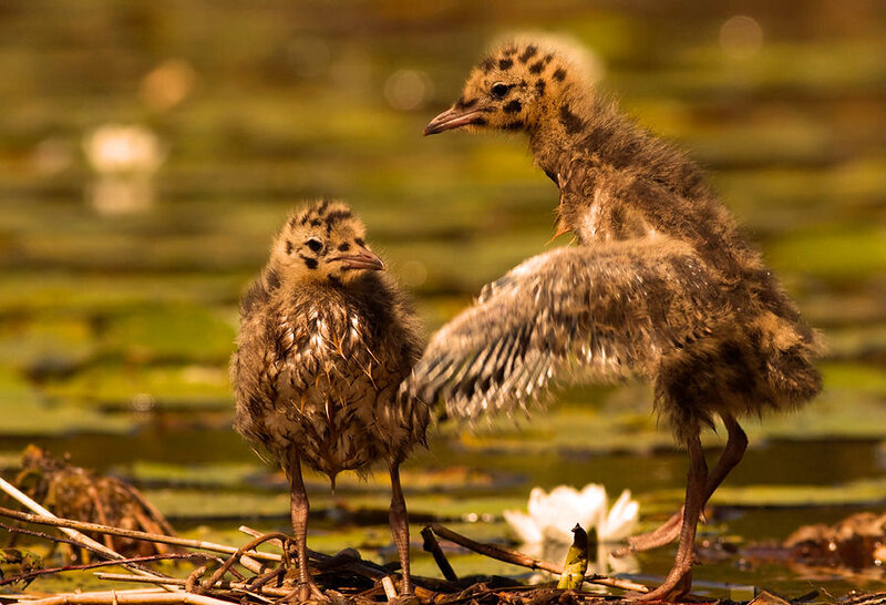 Two Gull Chicks