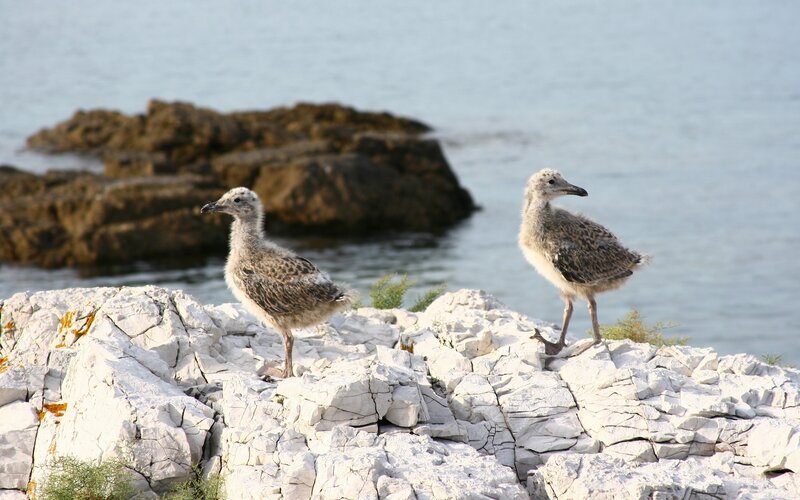Two Gull Chicks — White