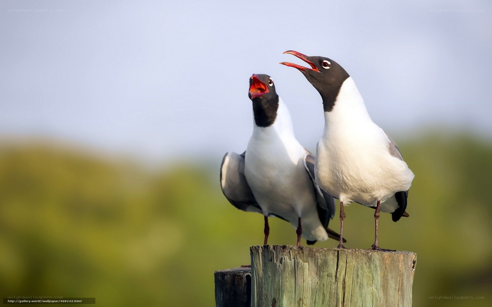 two gulls on a post