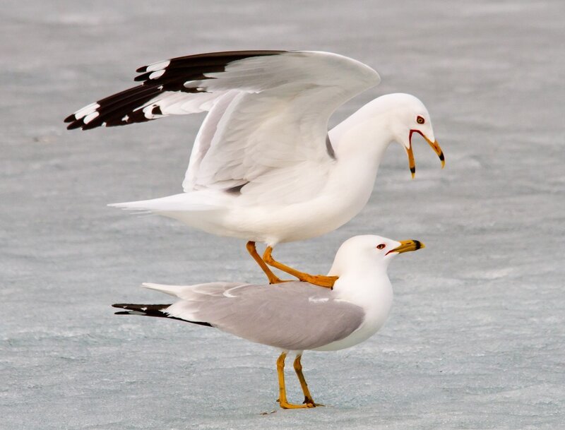 Two Gulls on Ice