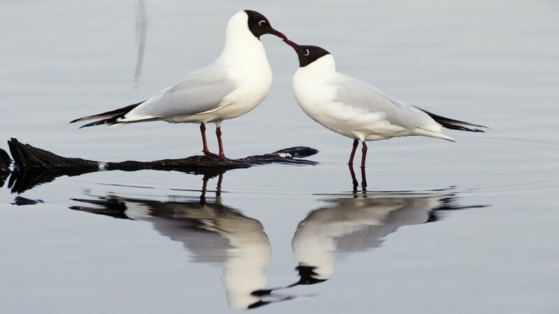 Two gulls touching beaks