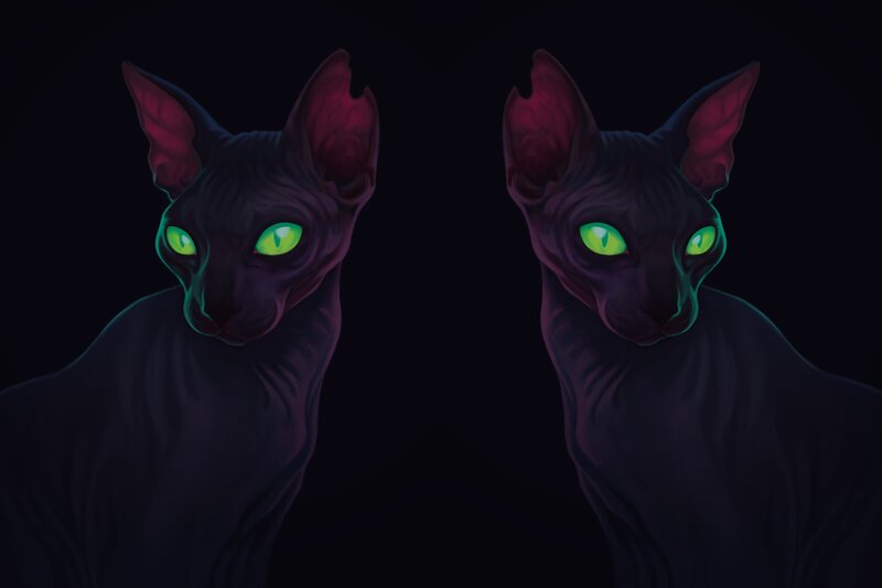 Two Hairless Cats — Black