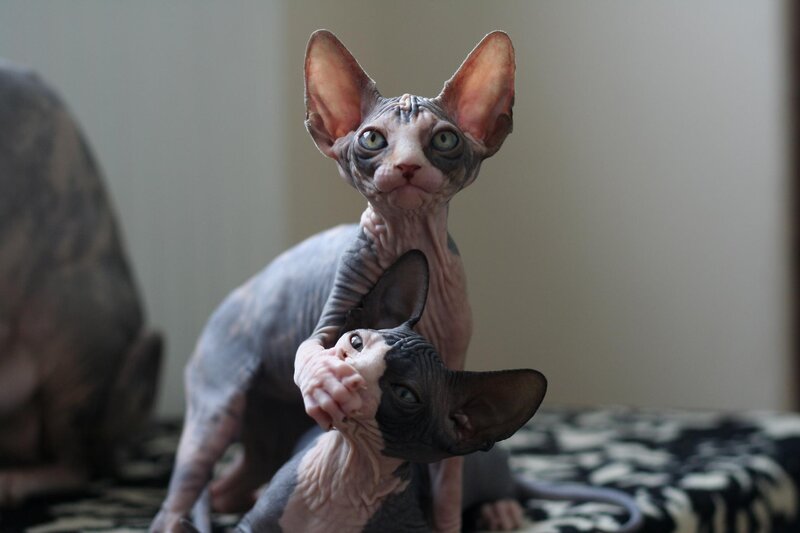 Two Hairless Cats — Gray, Curious