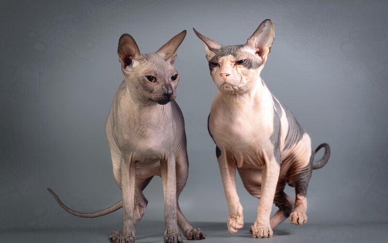 Two Hairless Cats — Gray