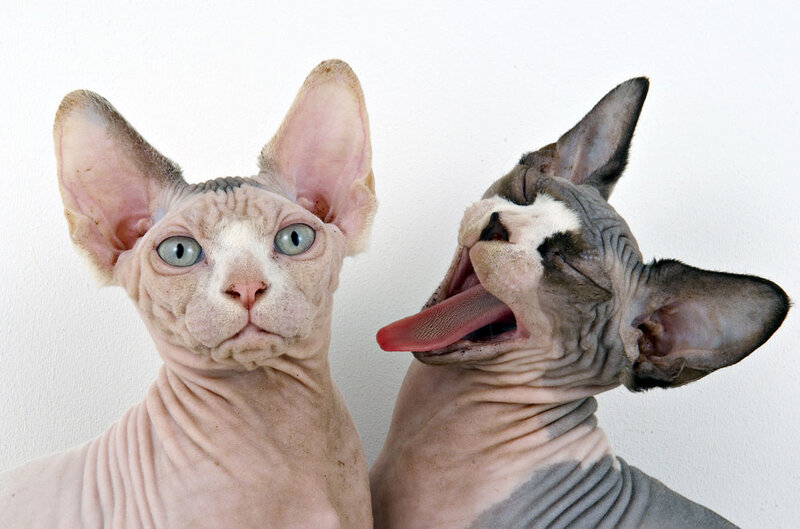 Two hairless cats posing