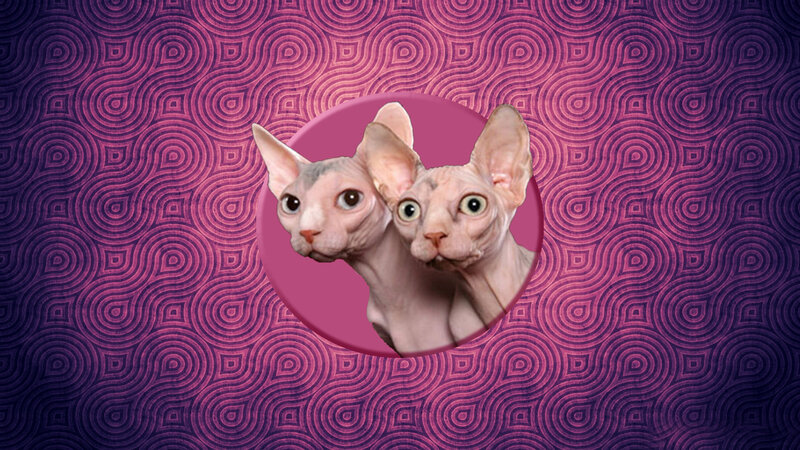Two Hairless Cats