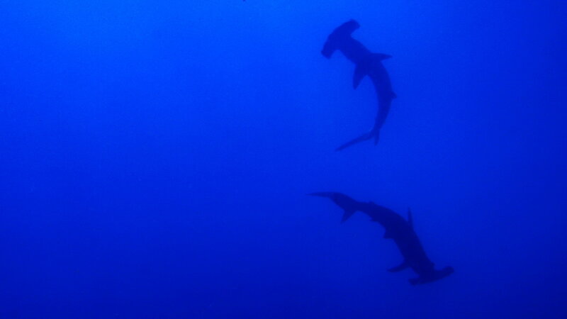 Two Hammerhead Sharks — Blue