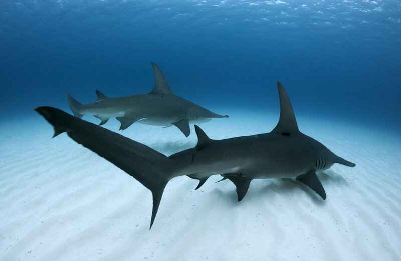 Two Hammerhead Sharks