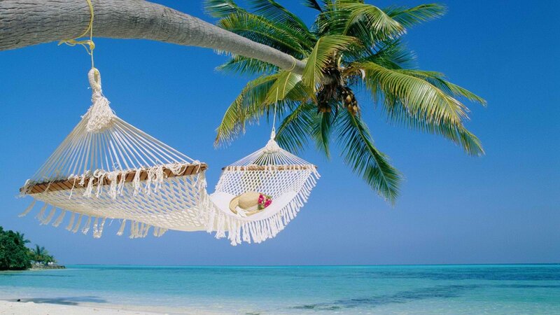 Two Hammocks under Palm