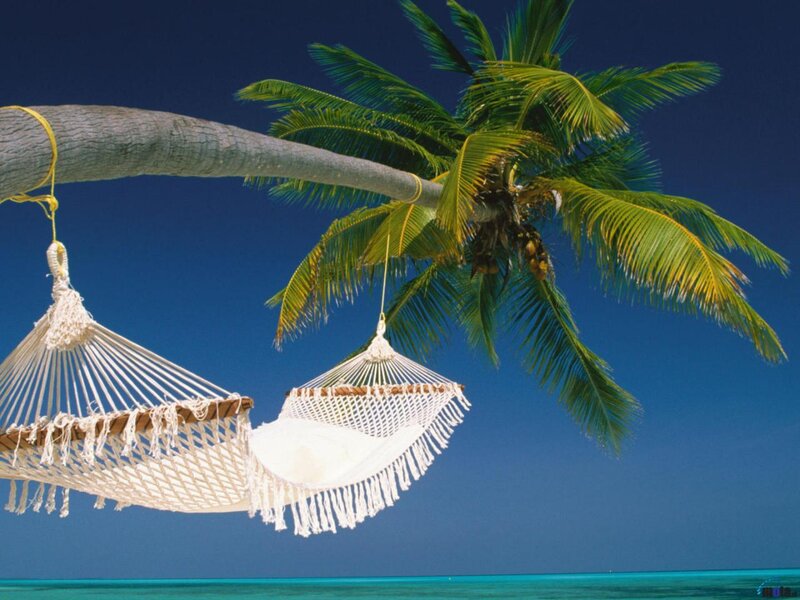 Two Hammocks under Palm Tree