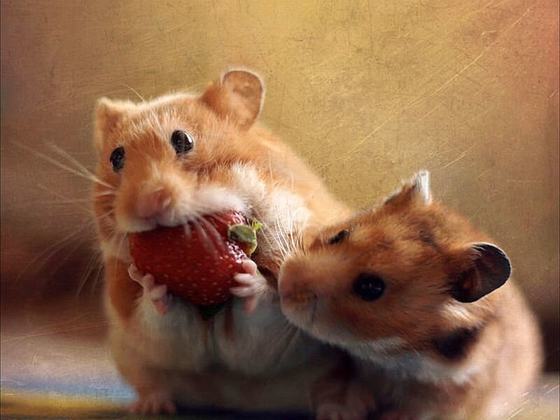 Two Hamsters Eating Strawberry — Brown