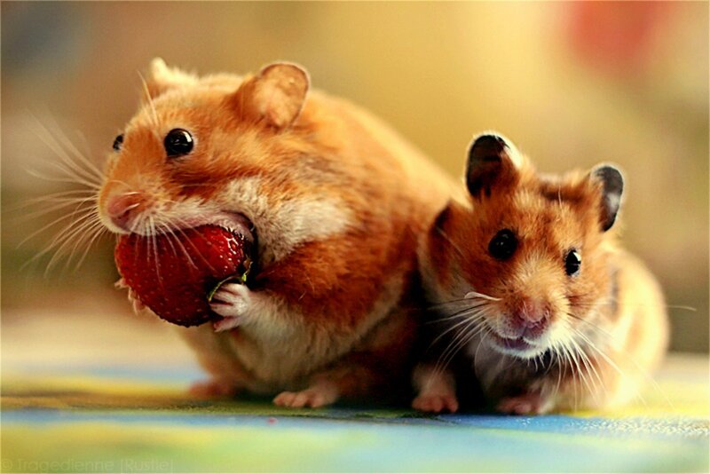Two Hamsters Eating Strawberry